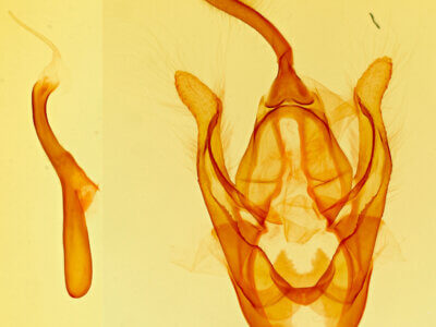 genitalia view of adult Hypsoropha adeona