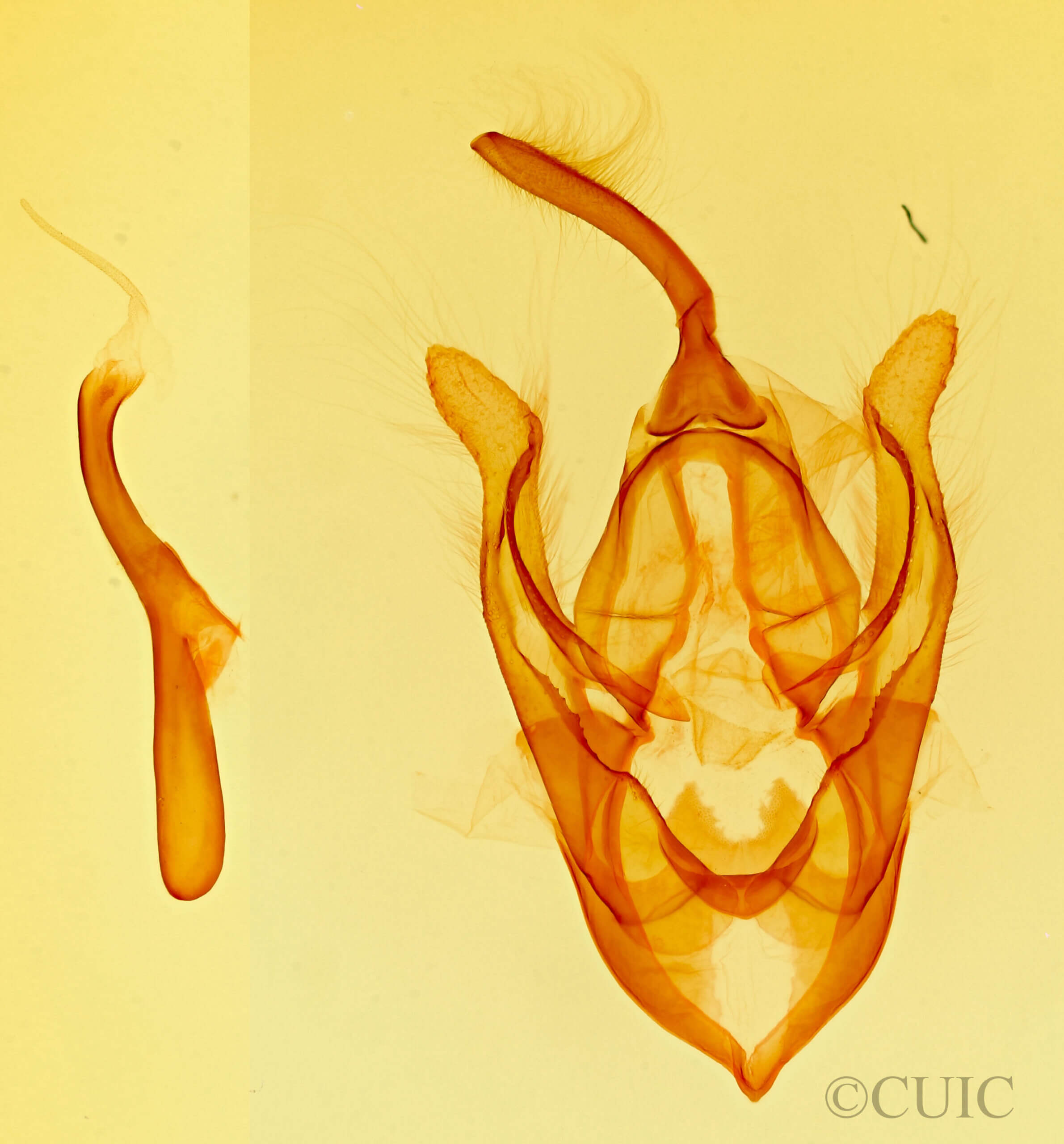 genitalia view of adult Hypsoropha adeona