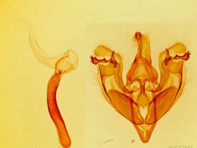 genitalia view of adult Hexorthodes accurata?