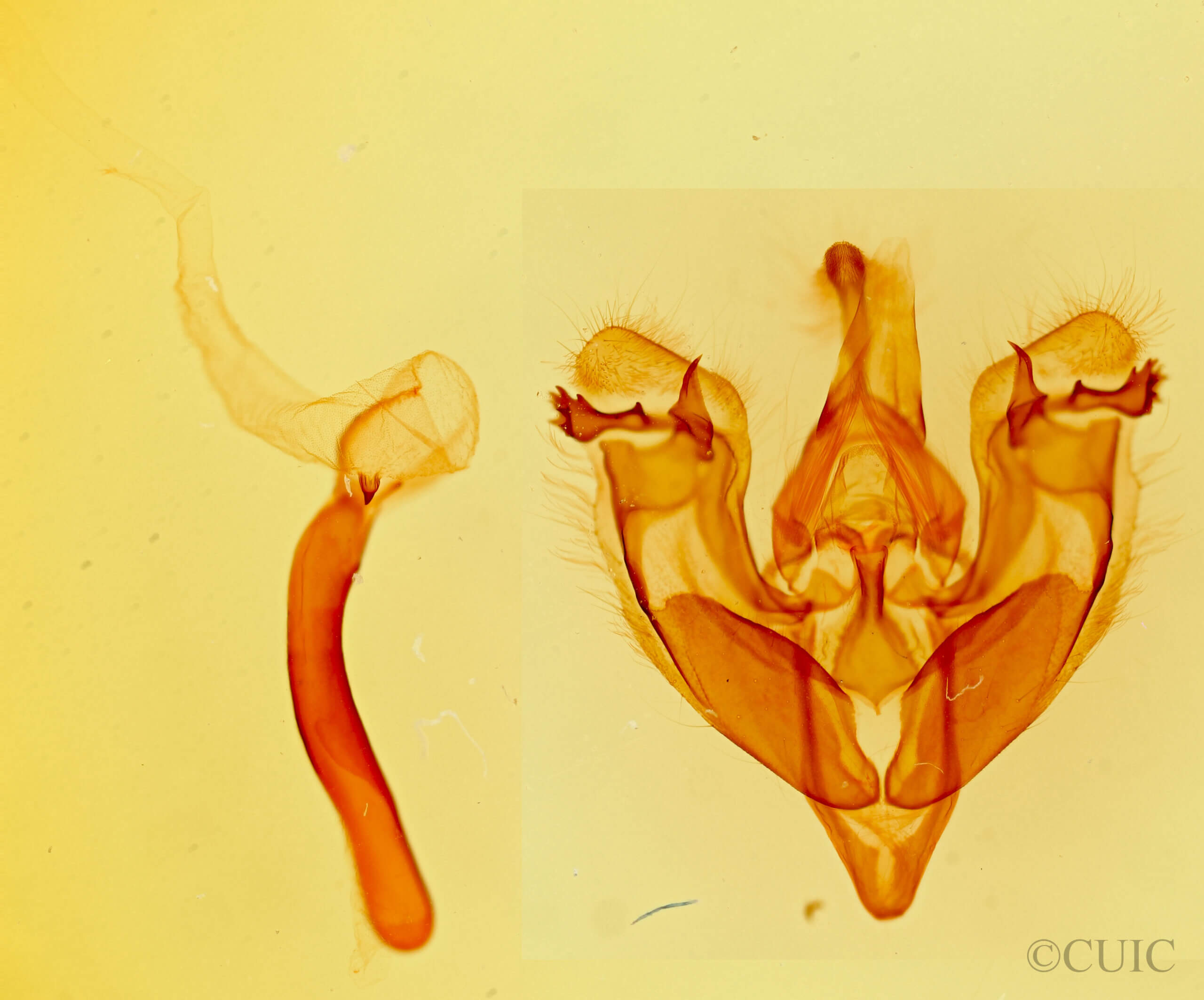 genitalia view of adult Hexorthodes accurata?