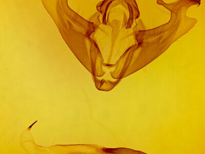 genitalia view of adult Marilopteryx lamptera?