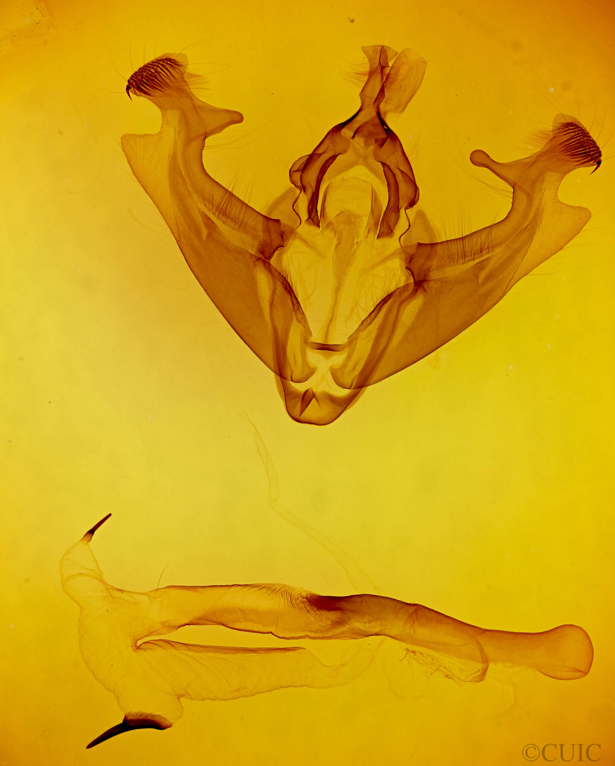 genitalia view of adult Marilopteryx lamptera?