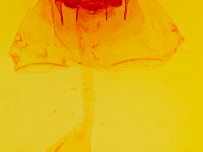 genitalia view of adult Psammathodoxa natadoides