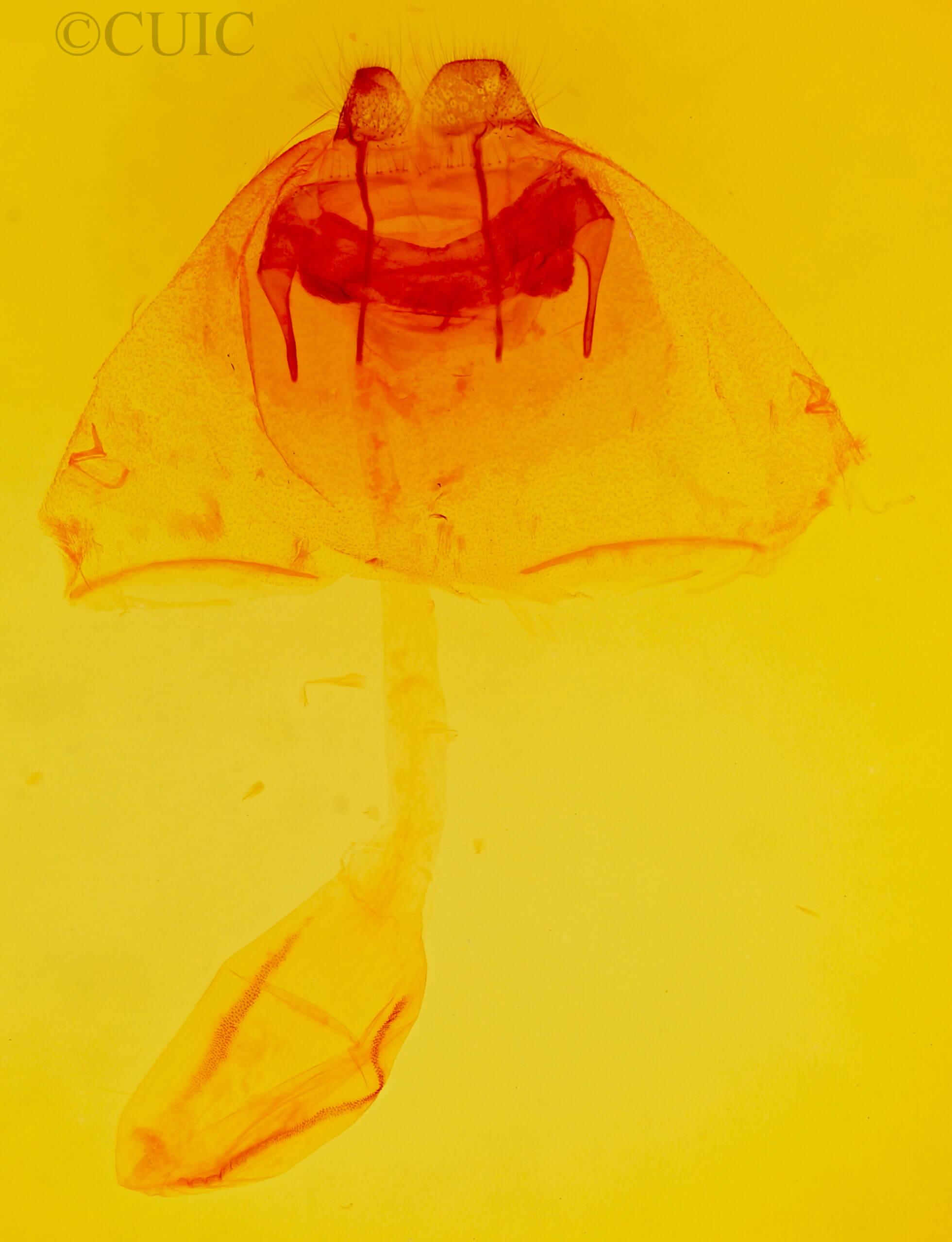 genitalia view of adult Psammathodoxa natadoides