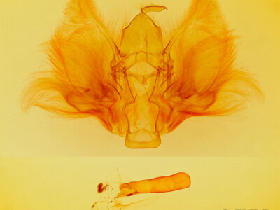 genitalia view of adult Goniapteryx servia