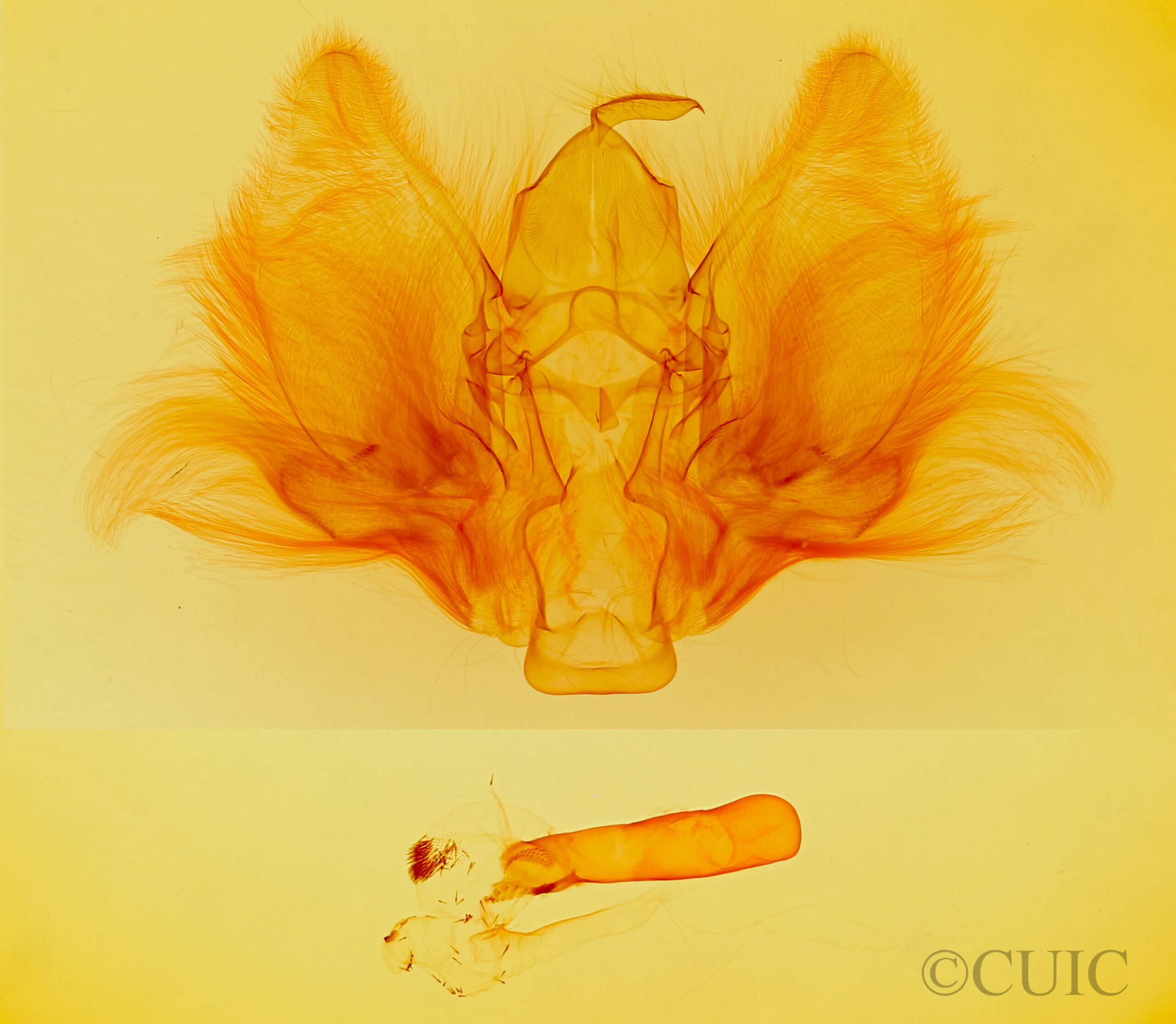 genitalia view of adult Goniapteryx servia