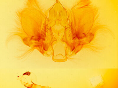 genitalia view of adult Goniapteryx servia