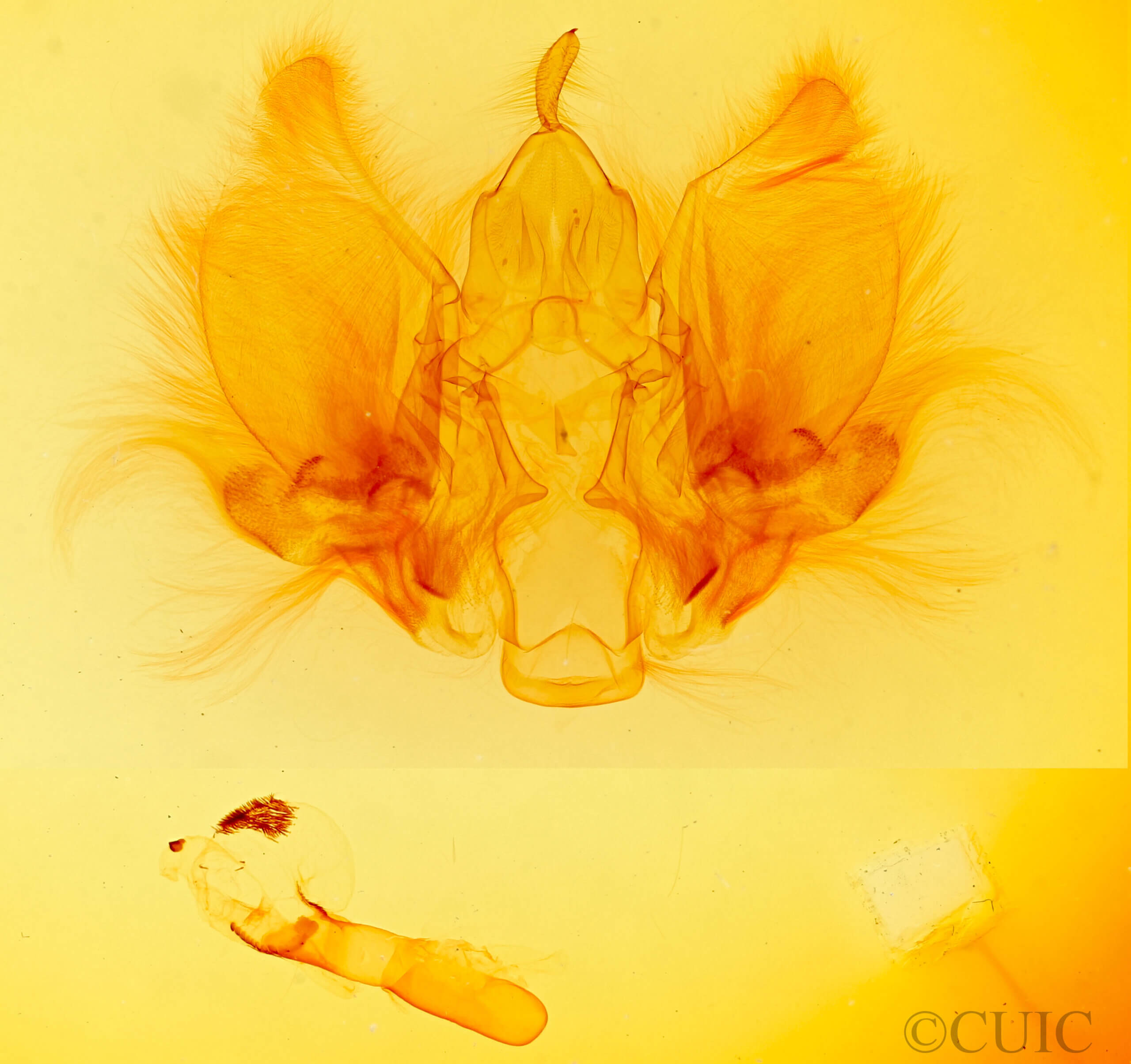 genitalia view of adult Goniapteryx servia