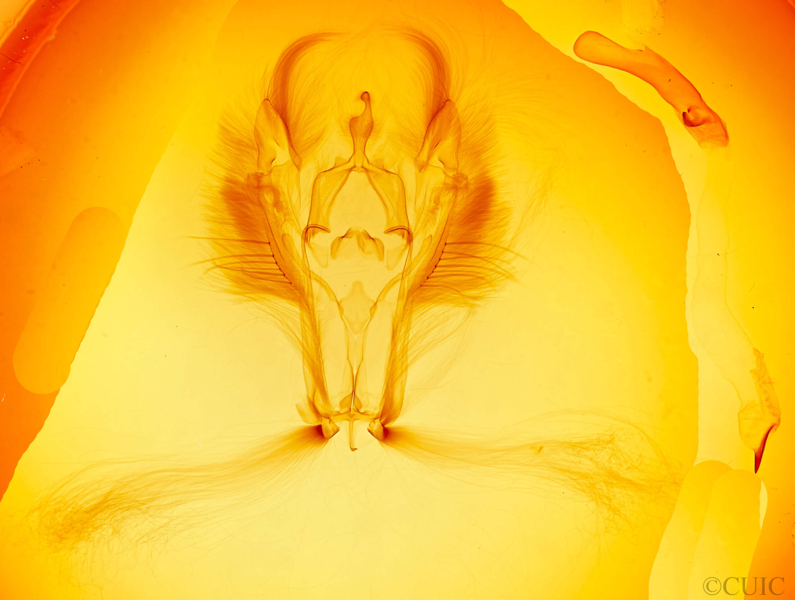 genitalia view of adult Heterochroma? hypatia