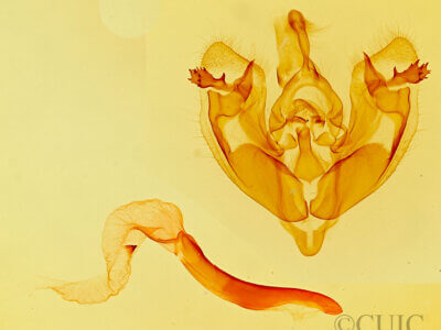 genitalia view of adult Hexorthodes accurata?