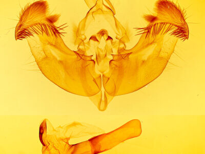 genitalia view of adult Apamea? altivolens