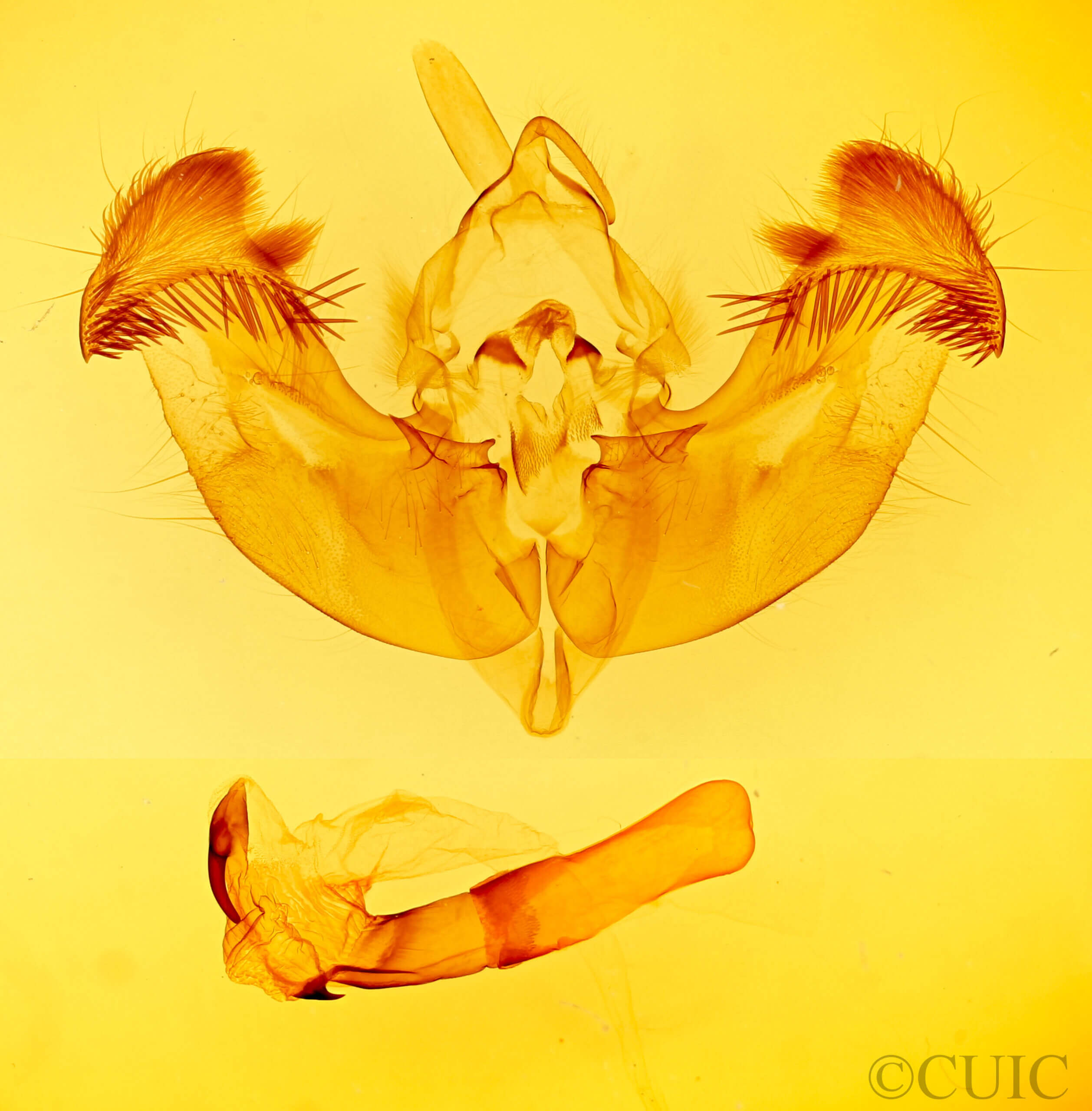 genitalia view of adult Apamea? altivolens