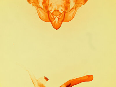 genitalia view of adult Oligia egens