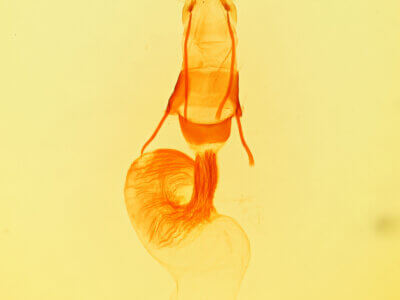 genitalia view of adult Oligia egens