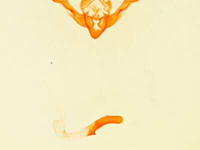 genitalia view of adult Photedes didonea