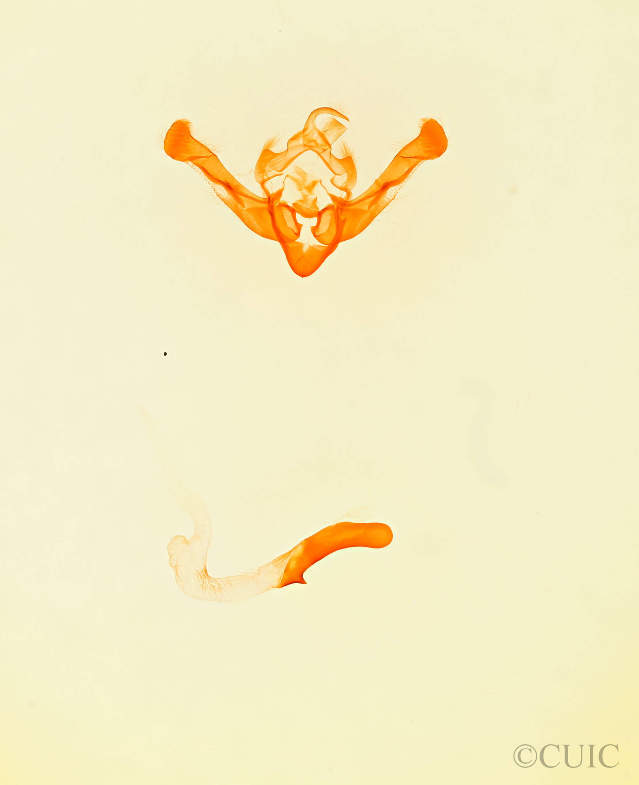 genitalia view of adult Photedes didonea