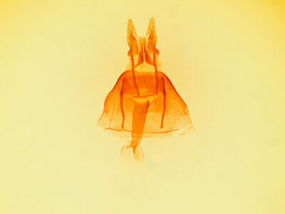 genitalia view of adult Photedes didonea