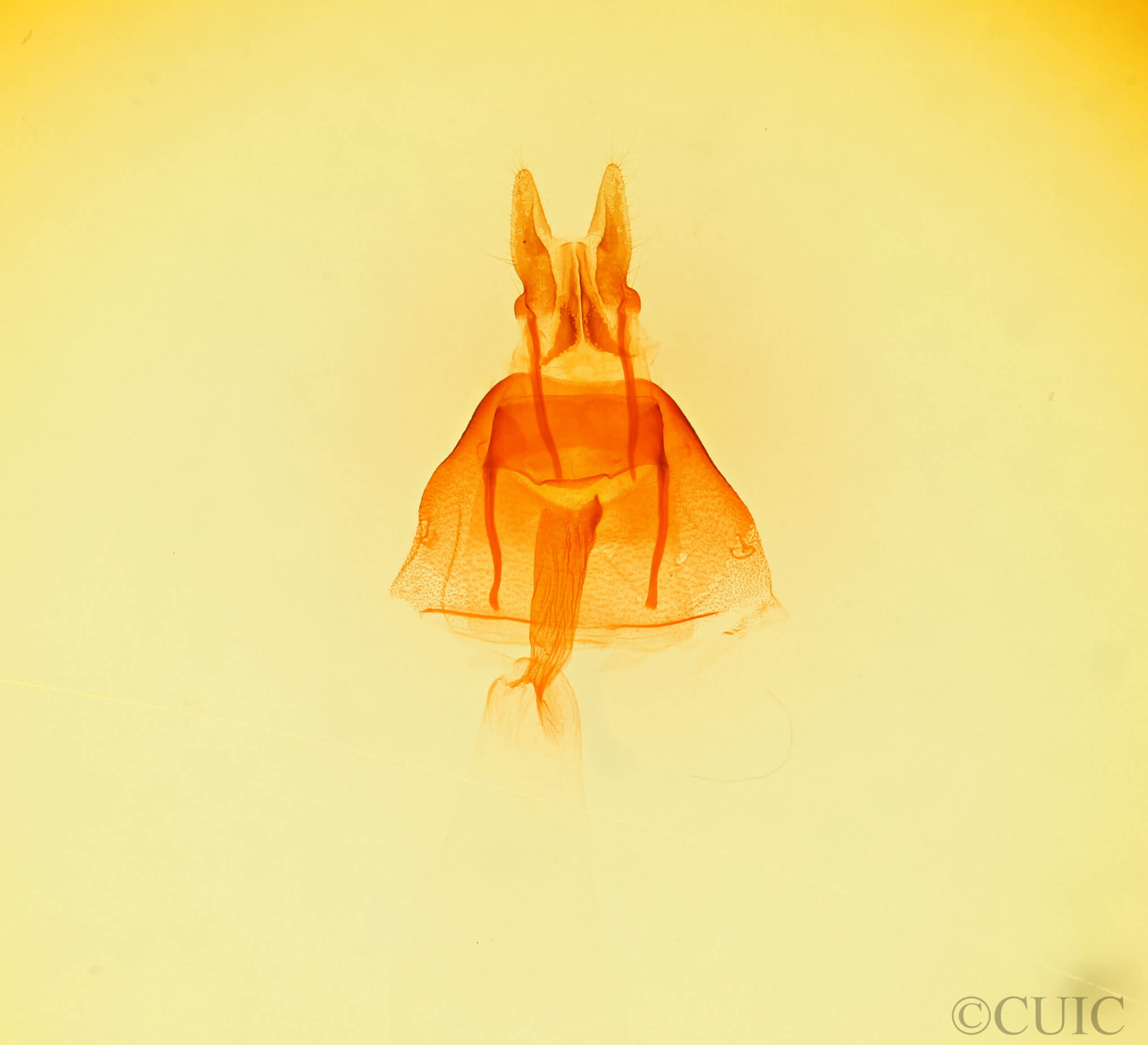 genitalia view of adult Photedes didonea