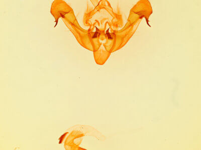 genitalia view of adult Benjaminiola colorada