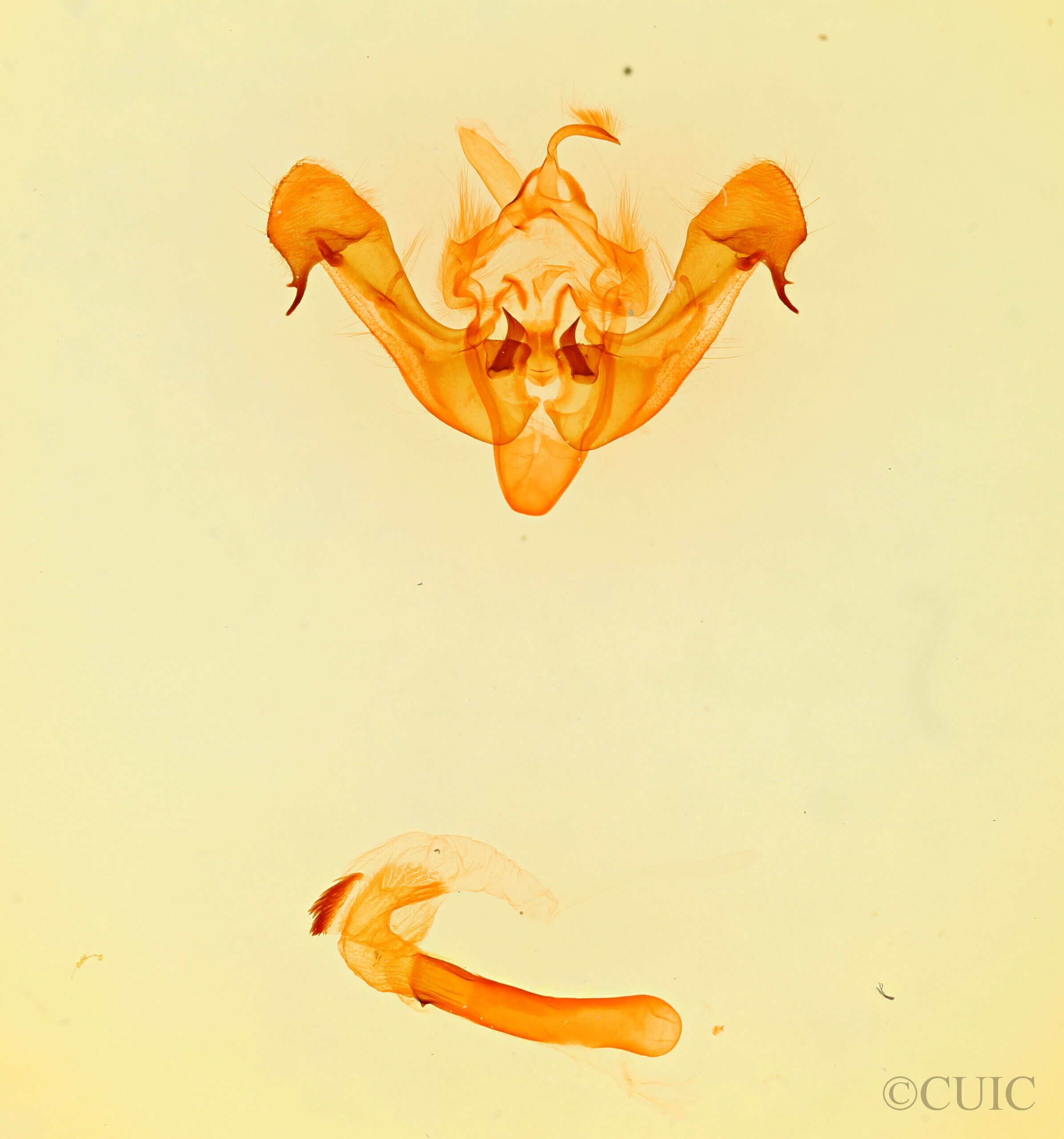 genitalia view of adult Benjaminiola colorada