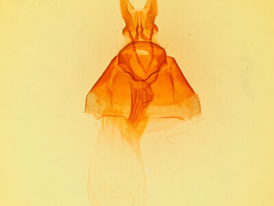 genitalia view of adult Benjaminiola colorada