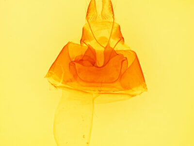 genitalia view of adult Metria amella