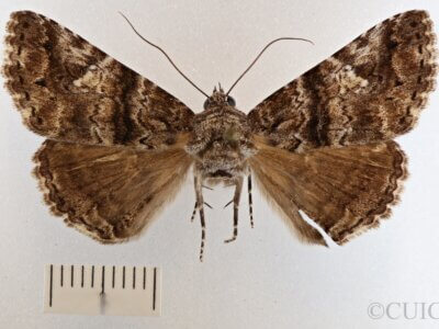 dorsal view of adult Metria amella