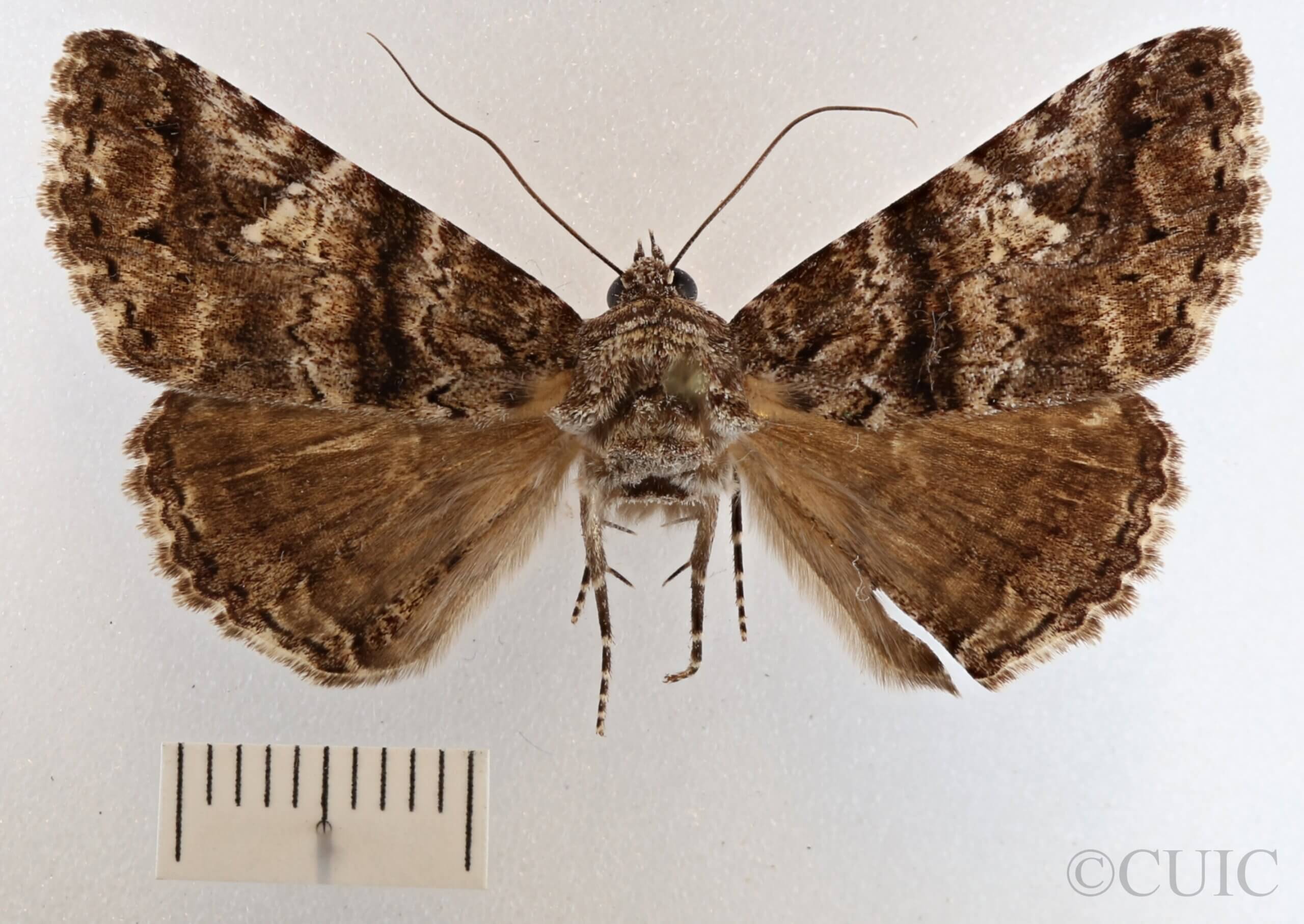 dorsal view of adult Metria amella