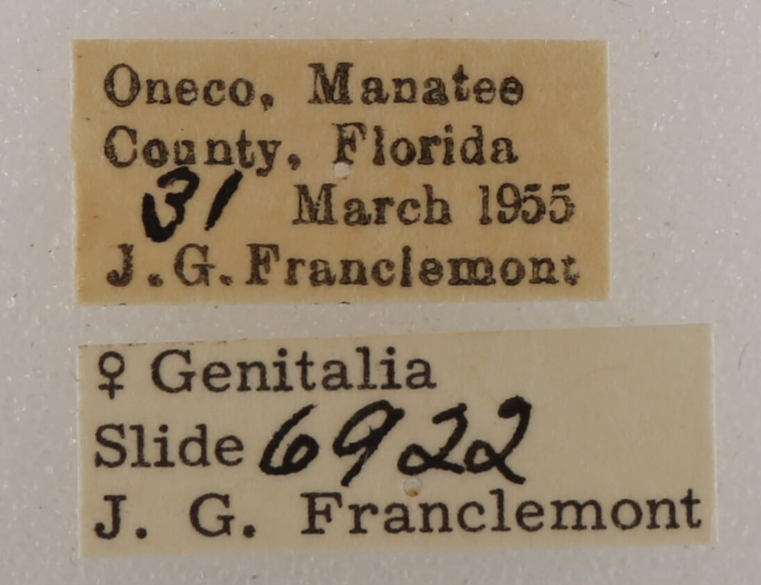 label view of adult Metria amella