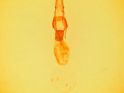 genitalia view of adult Alastria chico