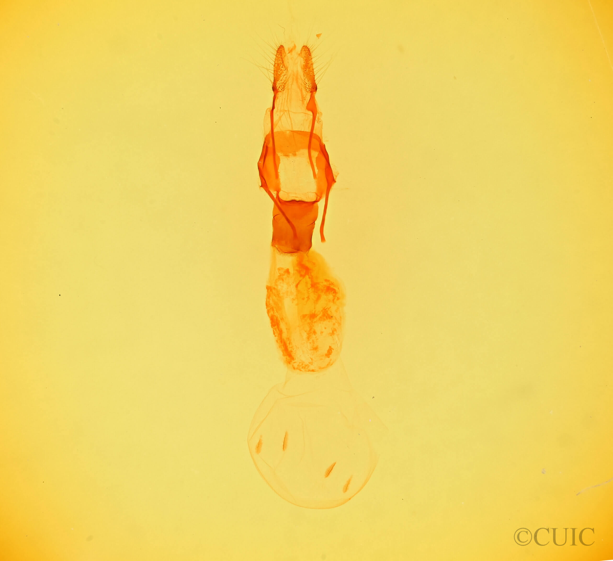 genitalia view of adult Alastria chico