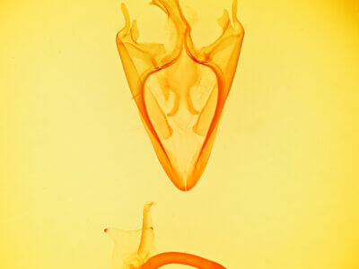 genitalia view of adult Zale setipes