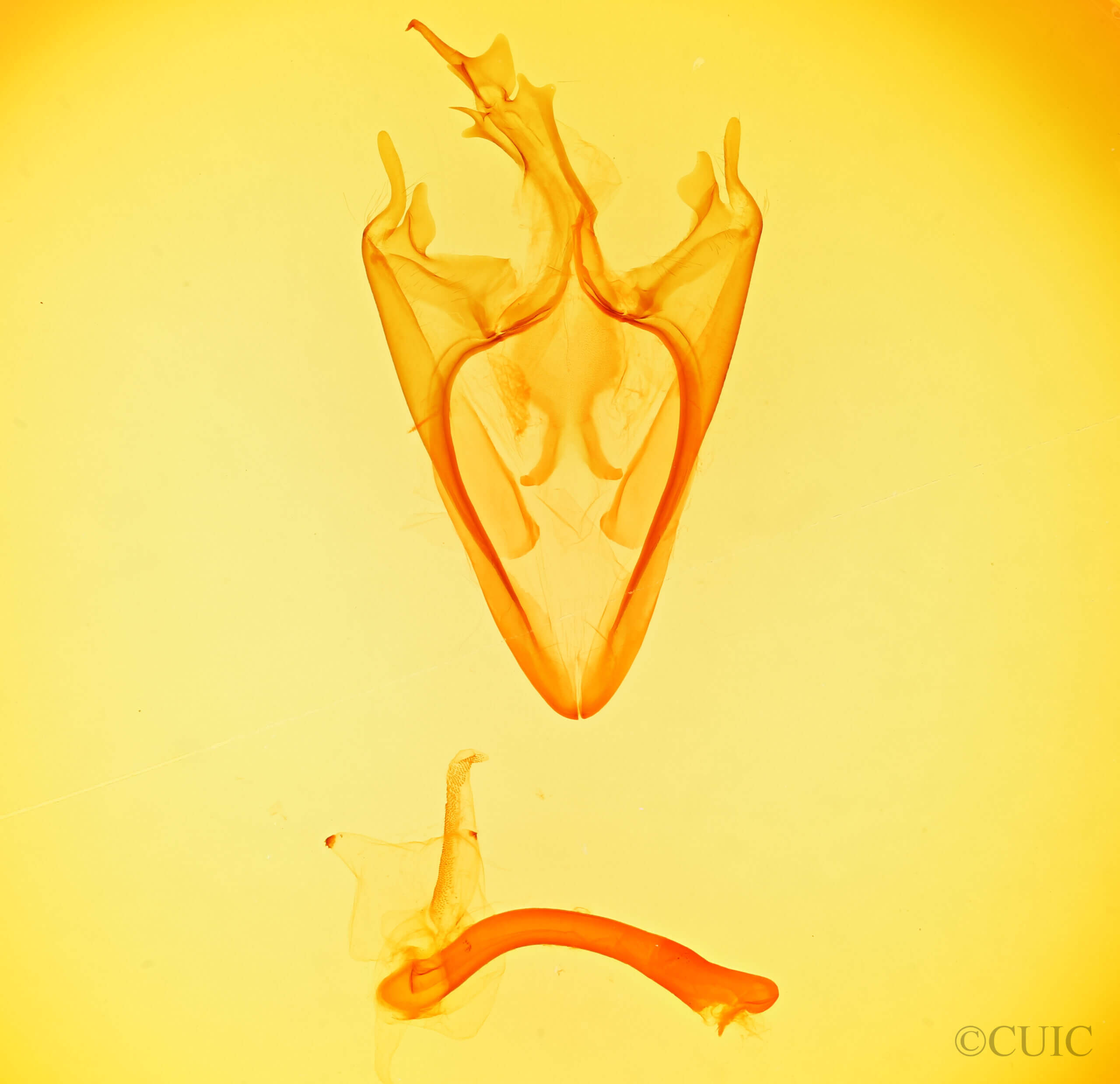 genitalia view of adult Zale setipes