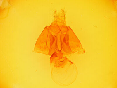 genitalia view of adult Zale setipes