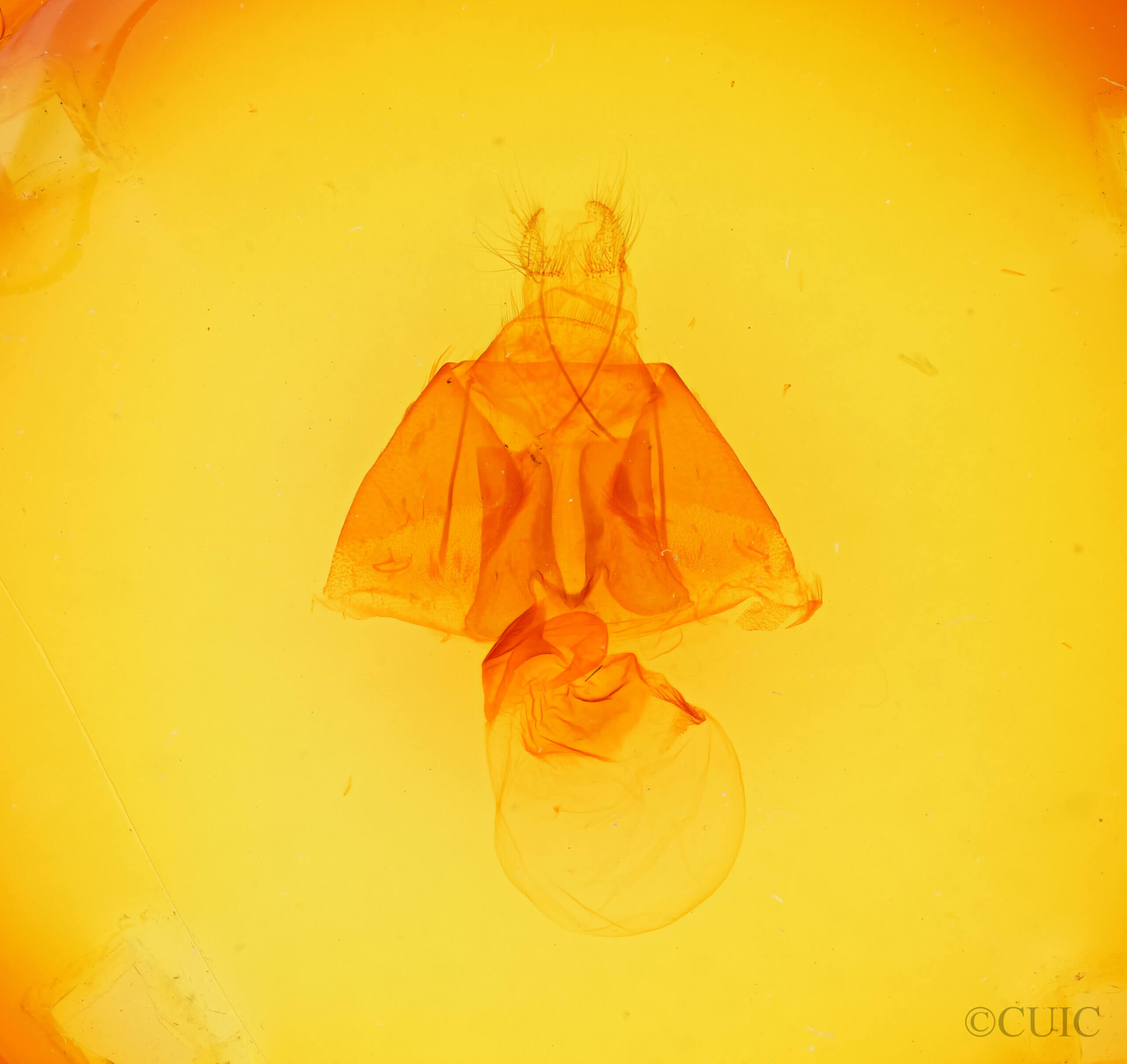 genitalia view of adult Zale setipes