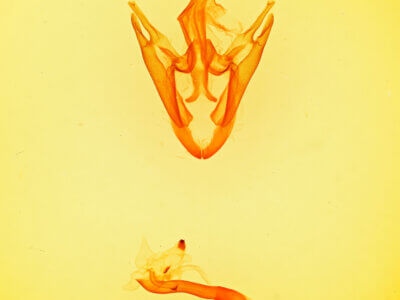 genitalia view of adult Zale peruncta