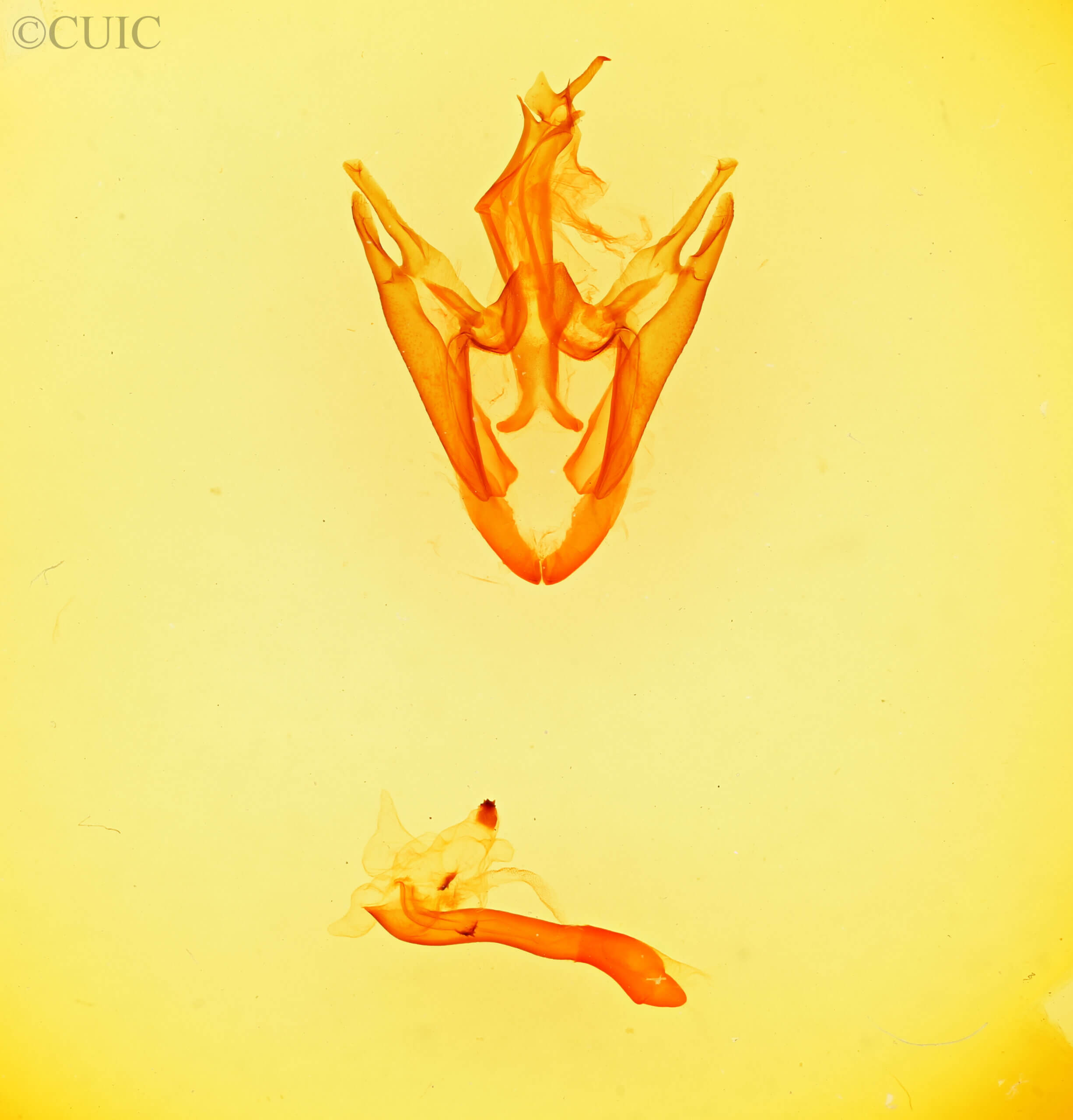 genitalia view of adult Zale peruncta