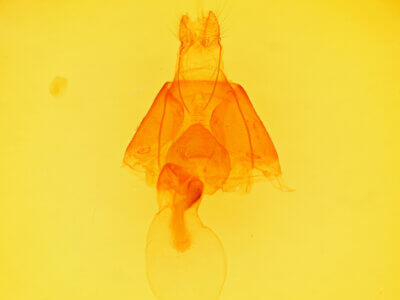 genitalia view of adult Zale peruncta