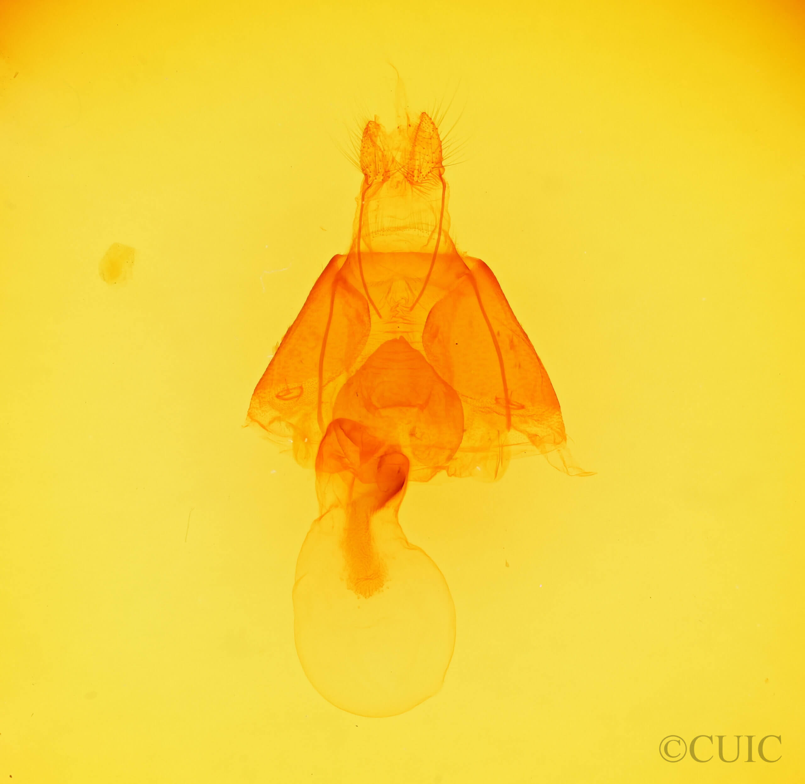 genitalia view of adult Zale peruncta