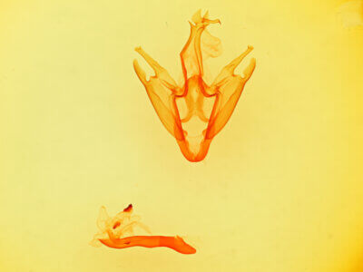 genitalia view of adult Zale peruncta