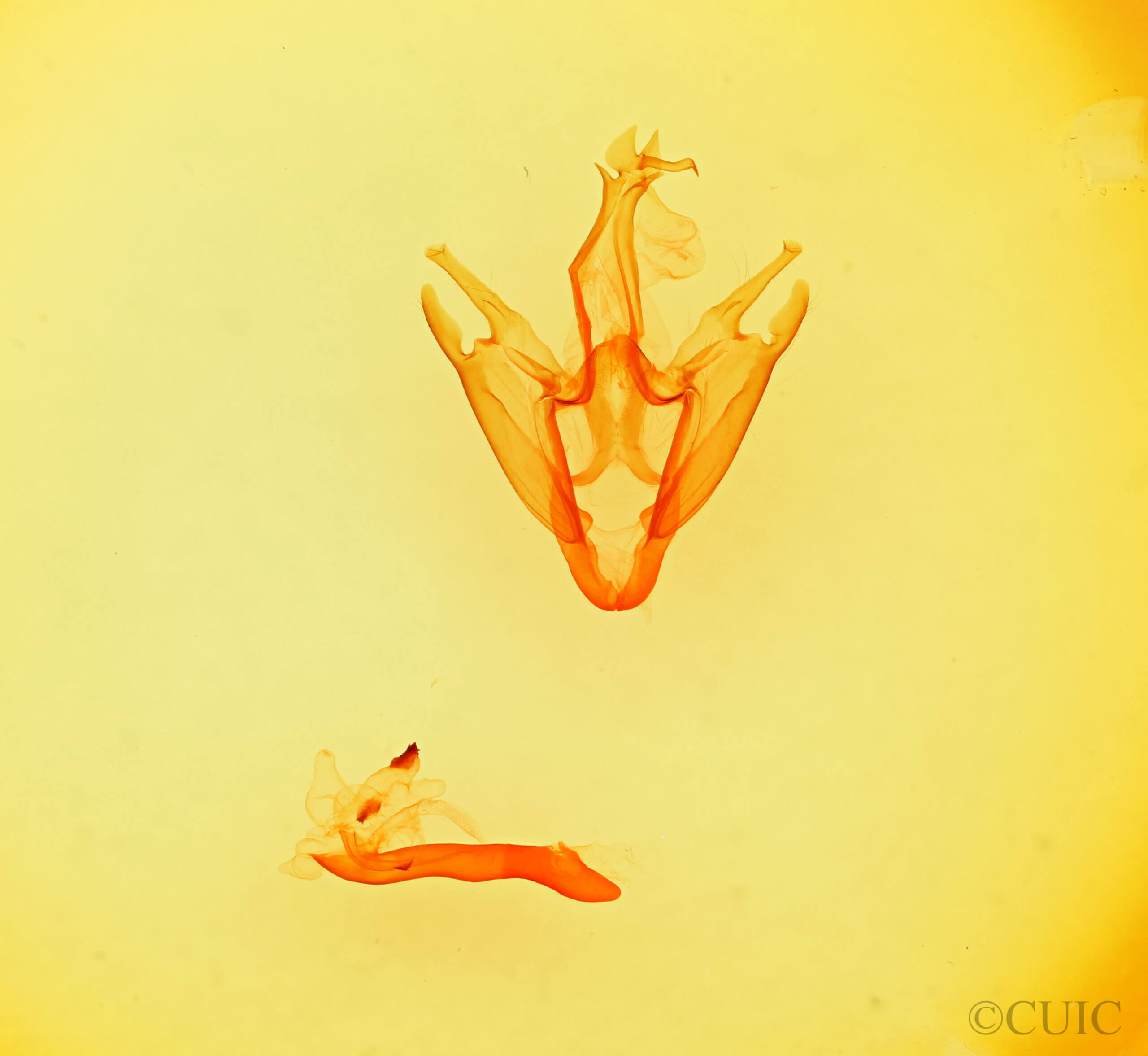 genitalia view of adult Zale peruncta