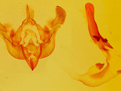 genitalia view of adult Oligia bridghamii