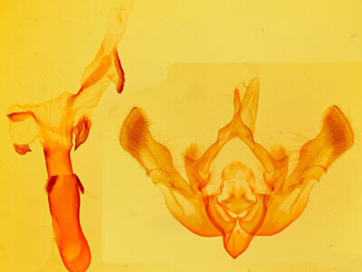 genitalia view of adult Oligia violacea