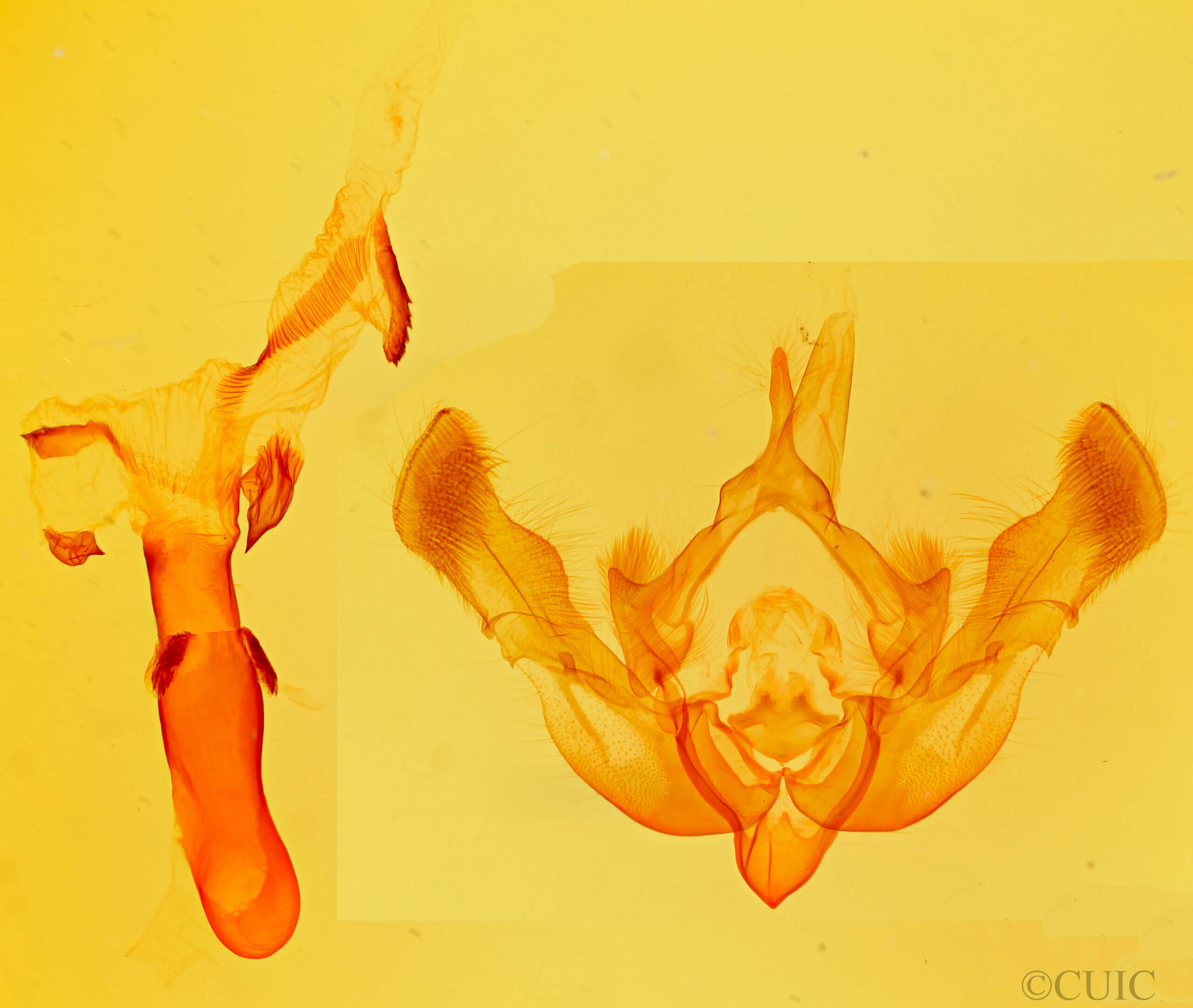 genitalia view of adult Oligia violacea