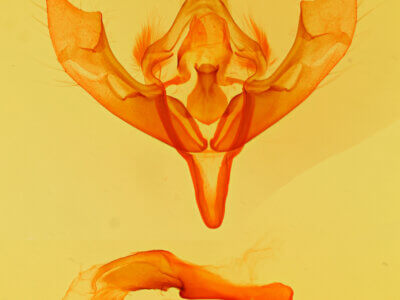 genitalia view of adult Viridiseptis marina