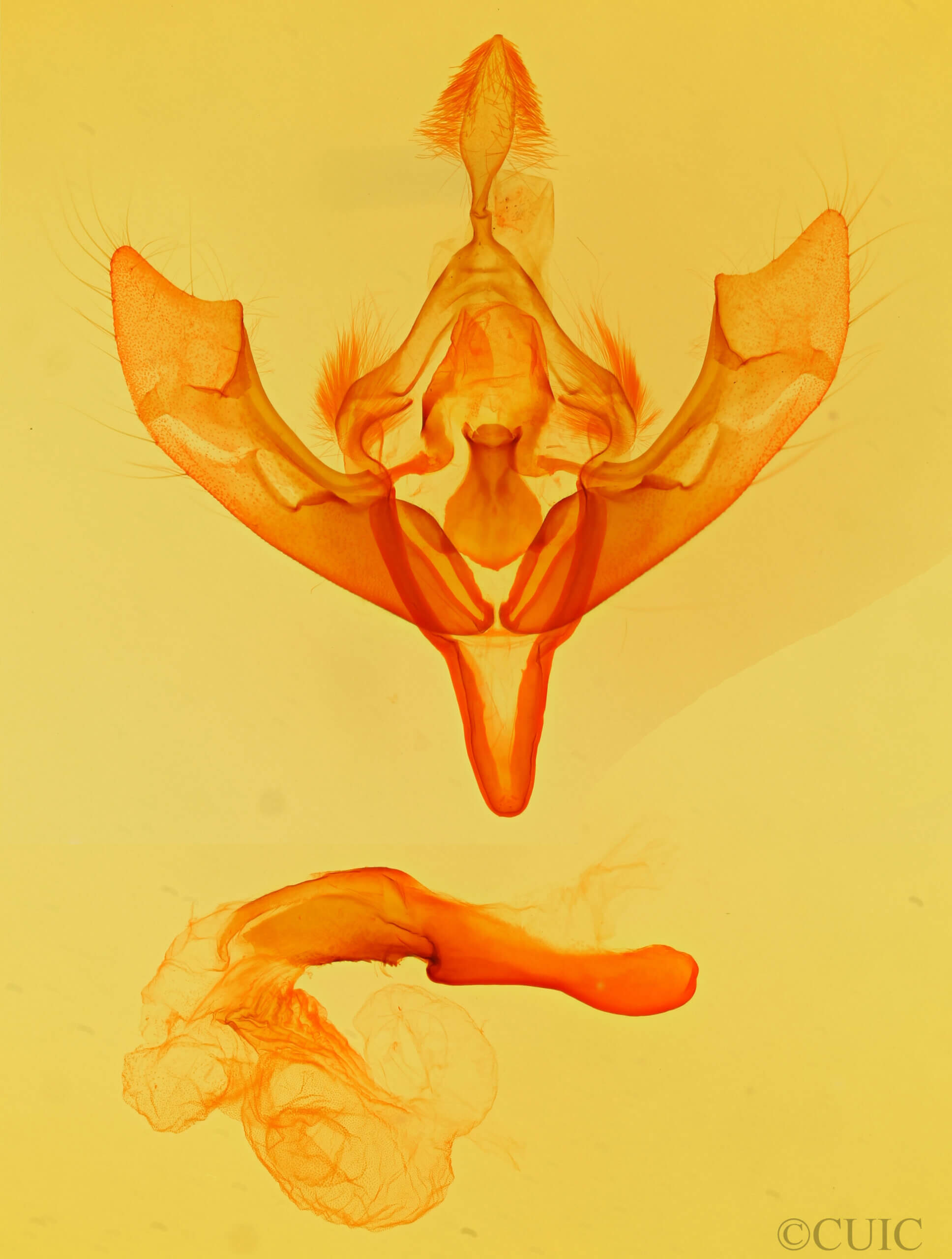 genitalia view of adult Viridiseptis marina