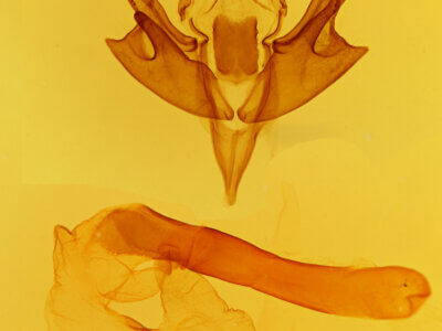 genitalia view of adult Chaetaglaea tremula