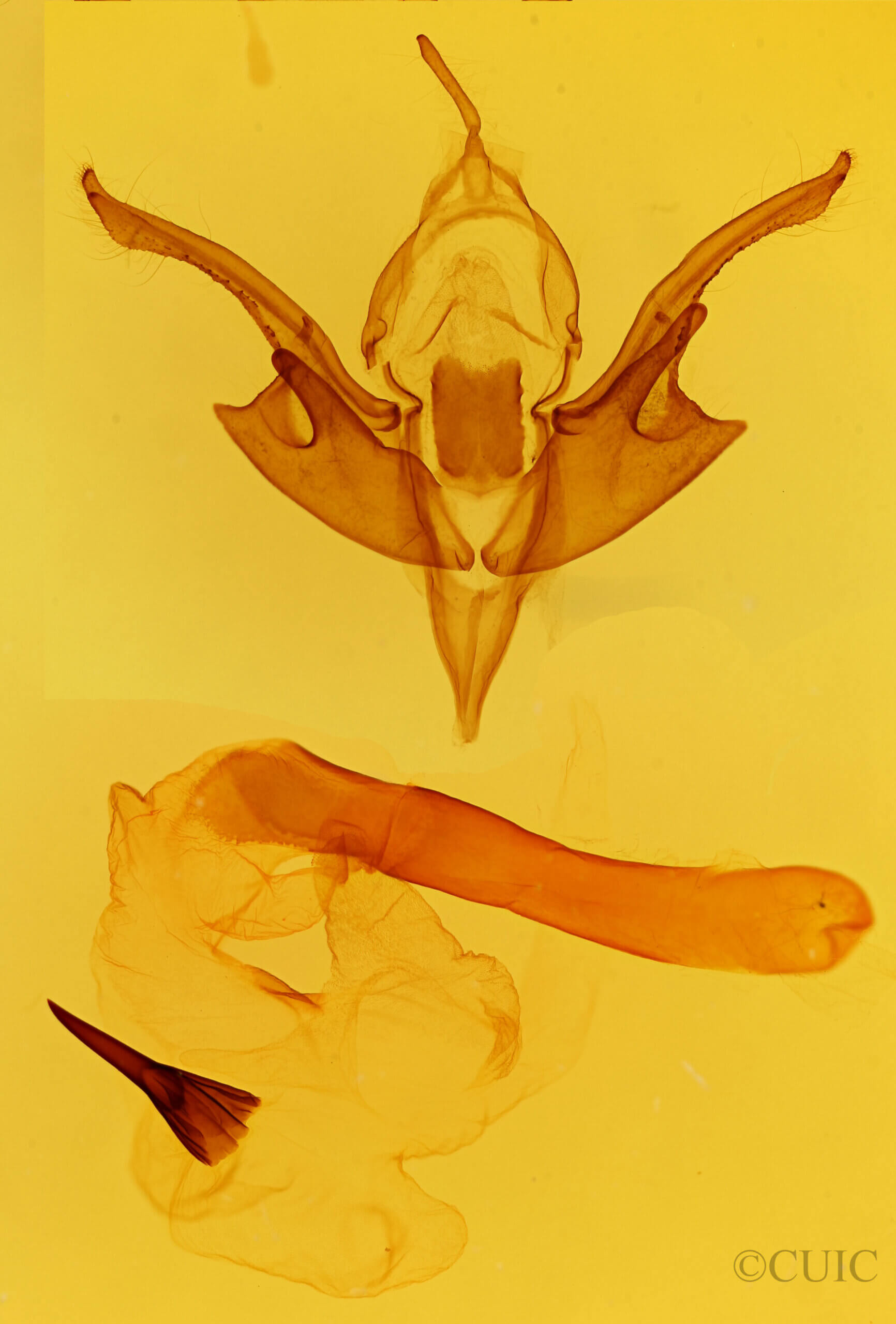 genitalia view of adult Chaetaglaea tremula