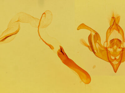 genitalia view of adult Lacinipolia tricornuta