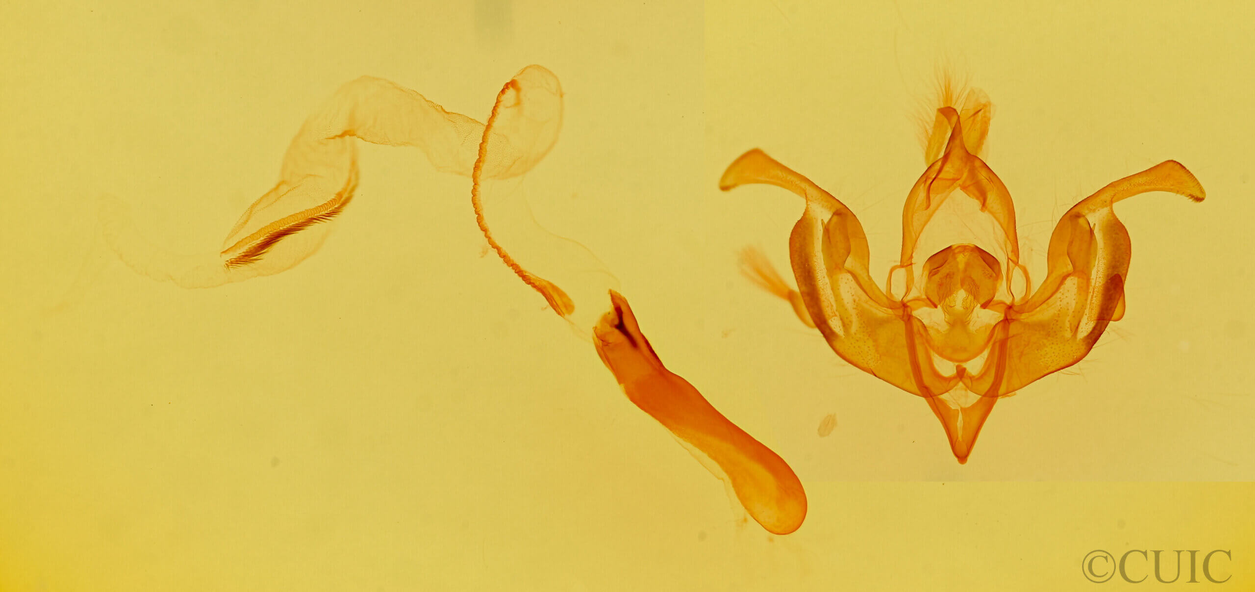 genitalia view of adult Lacinipolia tricornuta